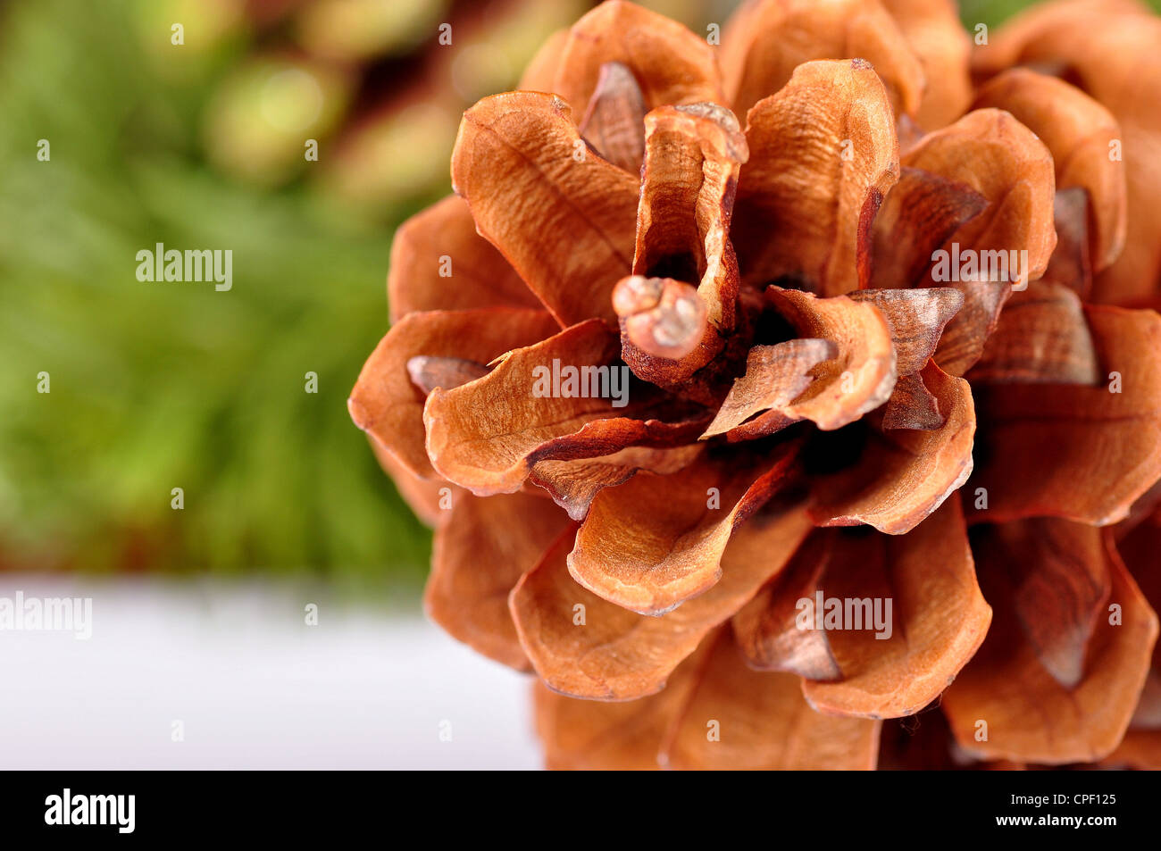 Photo of cone with seeds Stock Photo Alamy