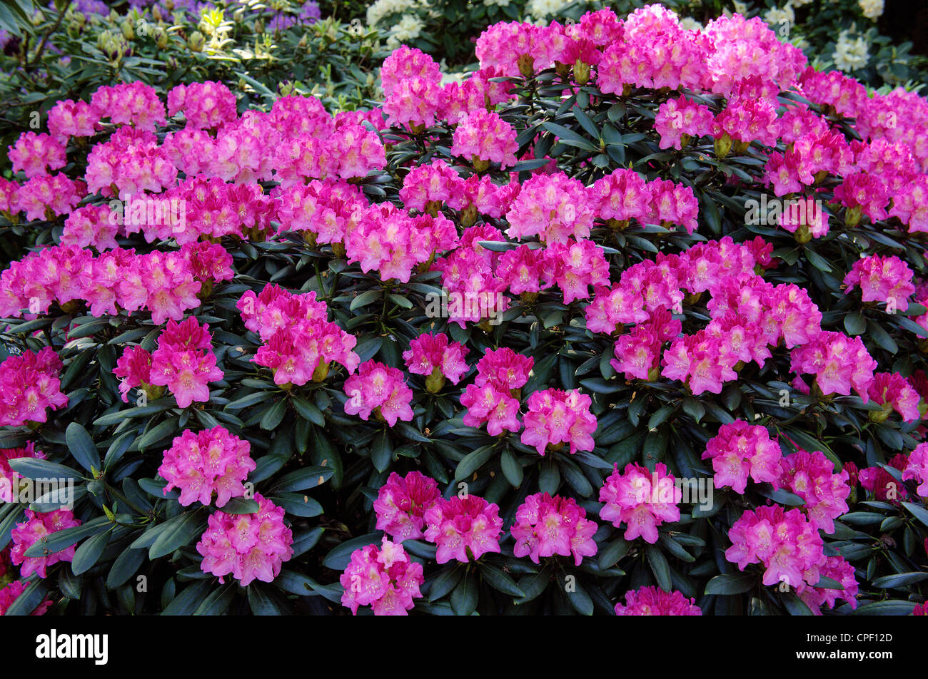 Pink rhododendron rich abundant blossom Rhododendron "Kalinka Stock Photo -  Alamy