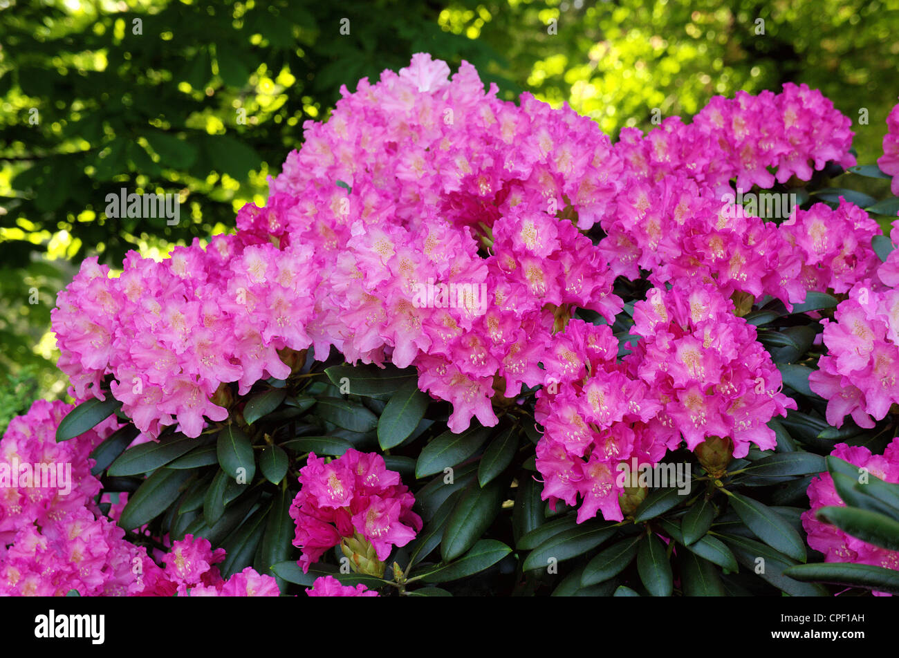 Pink rhododendron rich abundant blossom Rhododendron "Kalinka Stock Photo -  Alamy