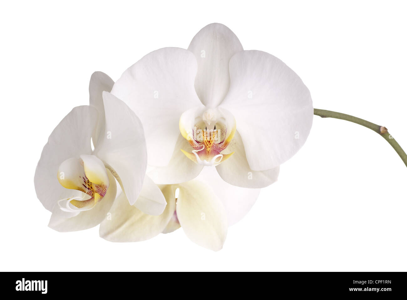 Pearly White Phalaenopsis Orchids Stock Photo