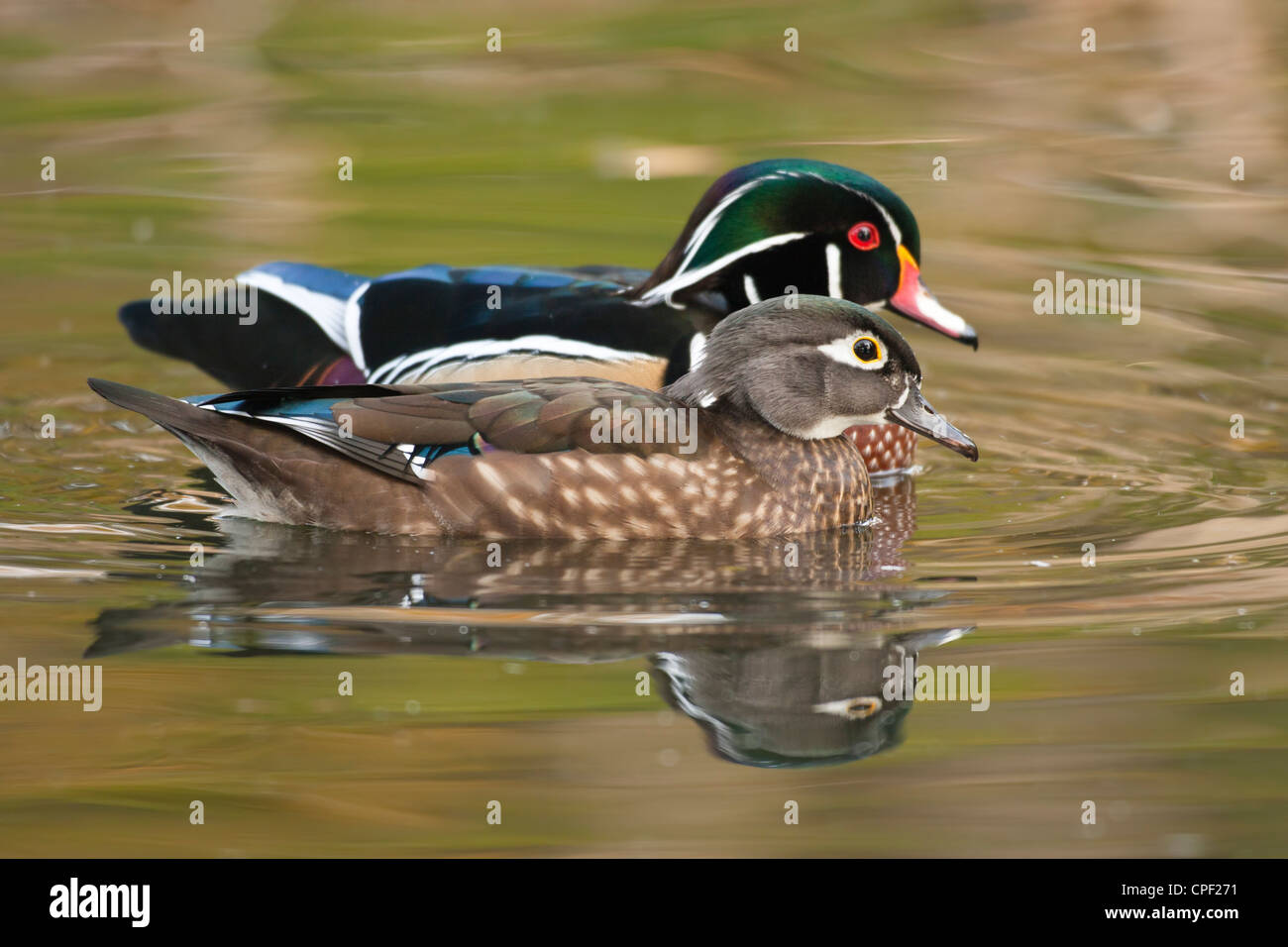 Wood duck pair on pond-Victoria, British Columbia, Canada. Stock Photo