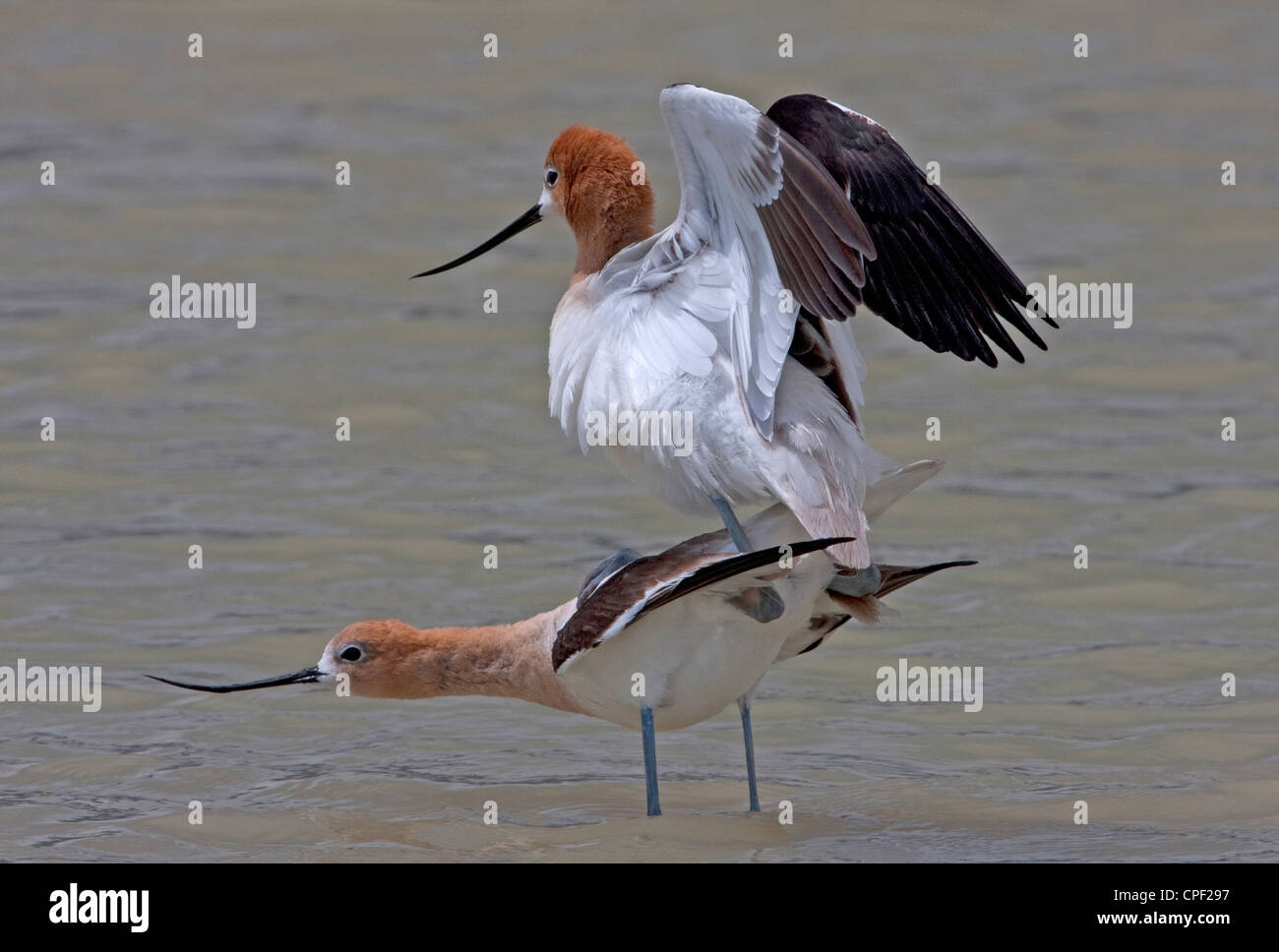 American Avocets (Recurvirostra americana) male and female mating at Summer Lake Wildlife Area, Oregon, USA in June Stock Photo
