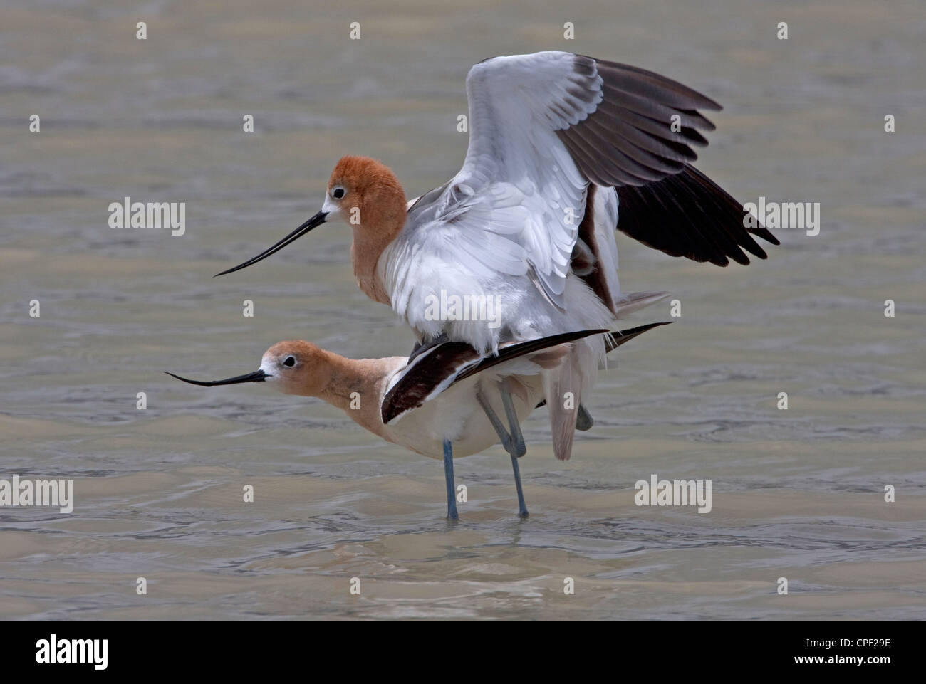American Avocets (Recurvirostra americana) male and female mating at Summer Lake Wildlife Area, Oregon, USA  in June Stock Photo