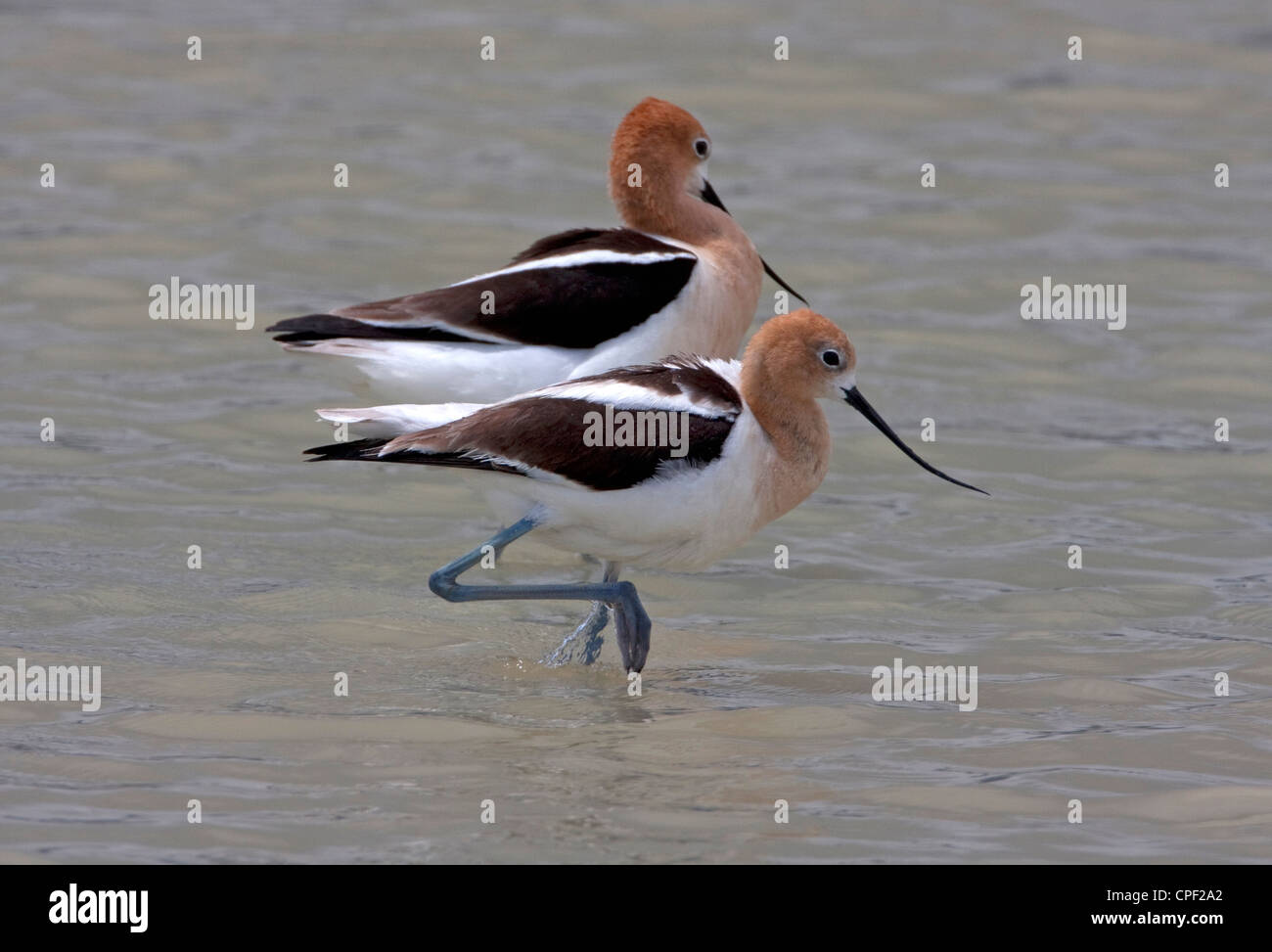 American Avocets (Recurvirostra americana) male and female immediately after mating at Summer Lake Wildlife Area, Oregon in June Stock Photo