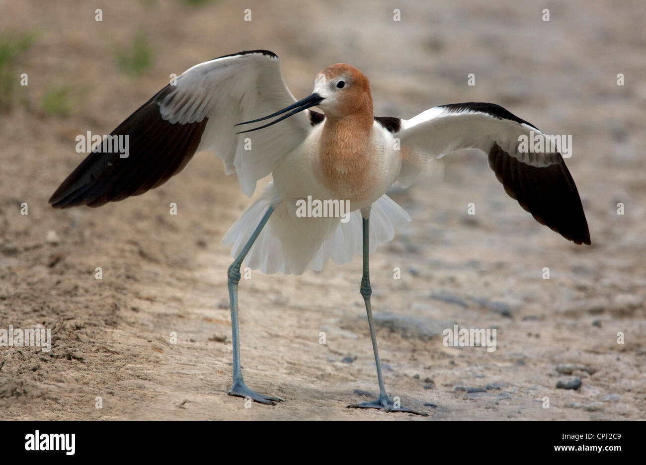 American Avocet (Recurvirostra americana) feigning injury to draw attention away from nest at Summer Lake, Oregon, USA in June Stock Photo