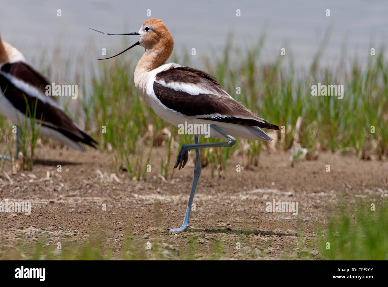 American Avocet (Recurvirostra americana) standing on one leg & calling ...