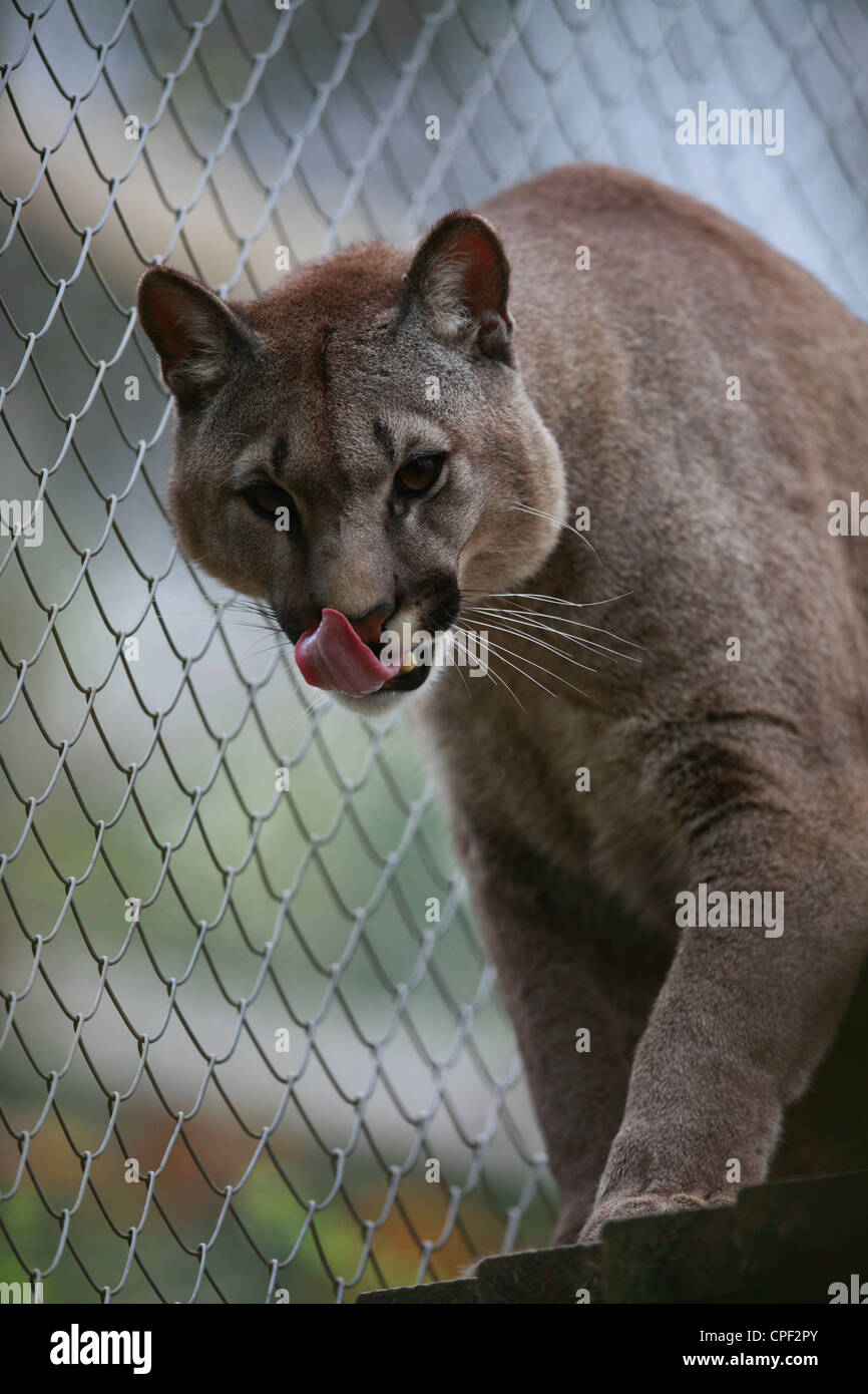 Puma in captivity as it licks it nose Stock Photo - Alamy