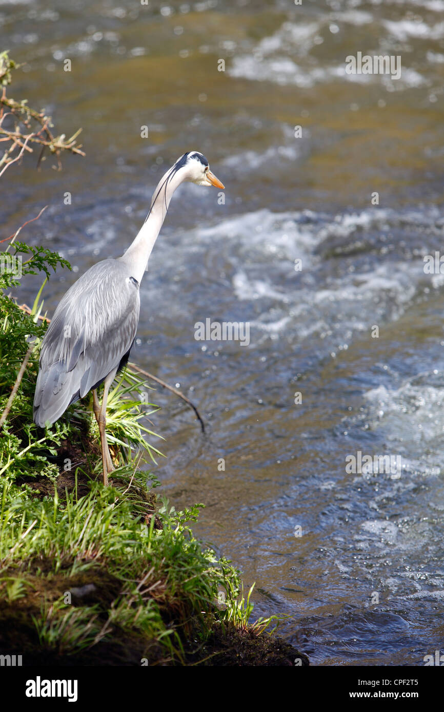 Ardea cinerea, a british grey heron on the lookout for food at the rivers edge. Stock Photo