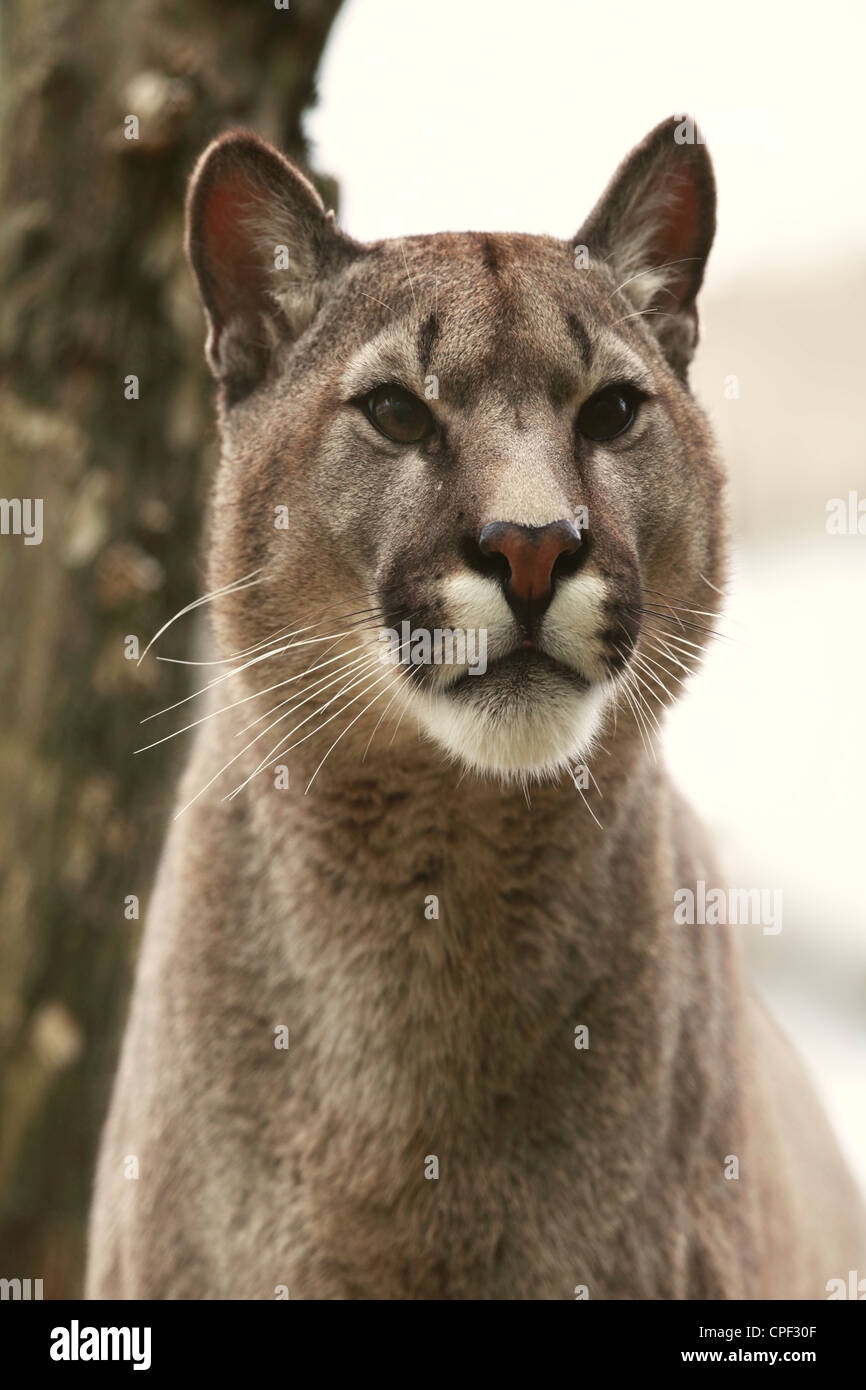 Puma is a genus in Felidae that contains the cougar, also known as the puma, among other names and the jaguarundi Stock Photo