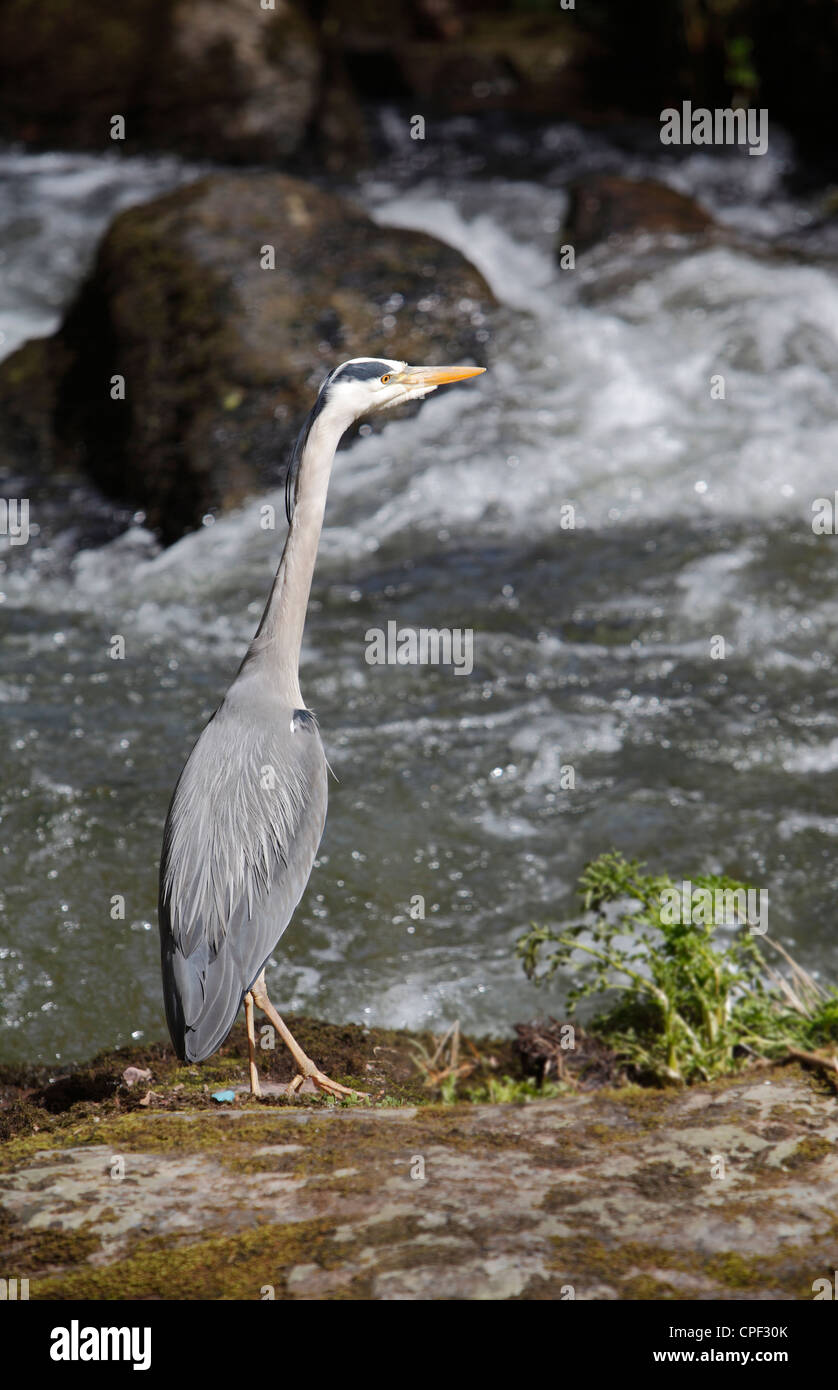 Grey herons are large, striking birds often spotted standing motionless at the water's edge. Stock Photo