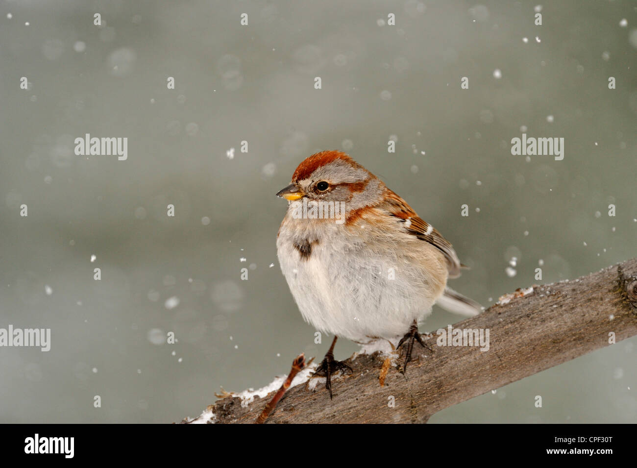 American Tree Sparrow (Spizella arborea), Greater Sudbury, Ontario, Canada Stock Photo