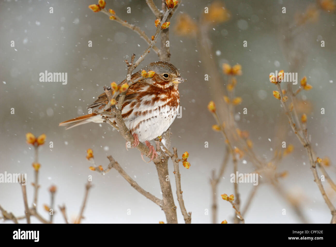 Fox Sparrow (Passerella iliaca) Perching in April snowstorm, Greater Sudbury, Ontario, Canada Stock Photo