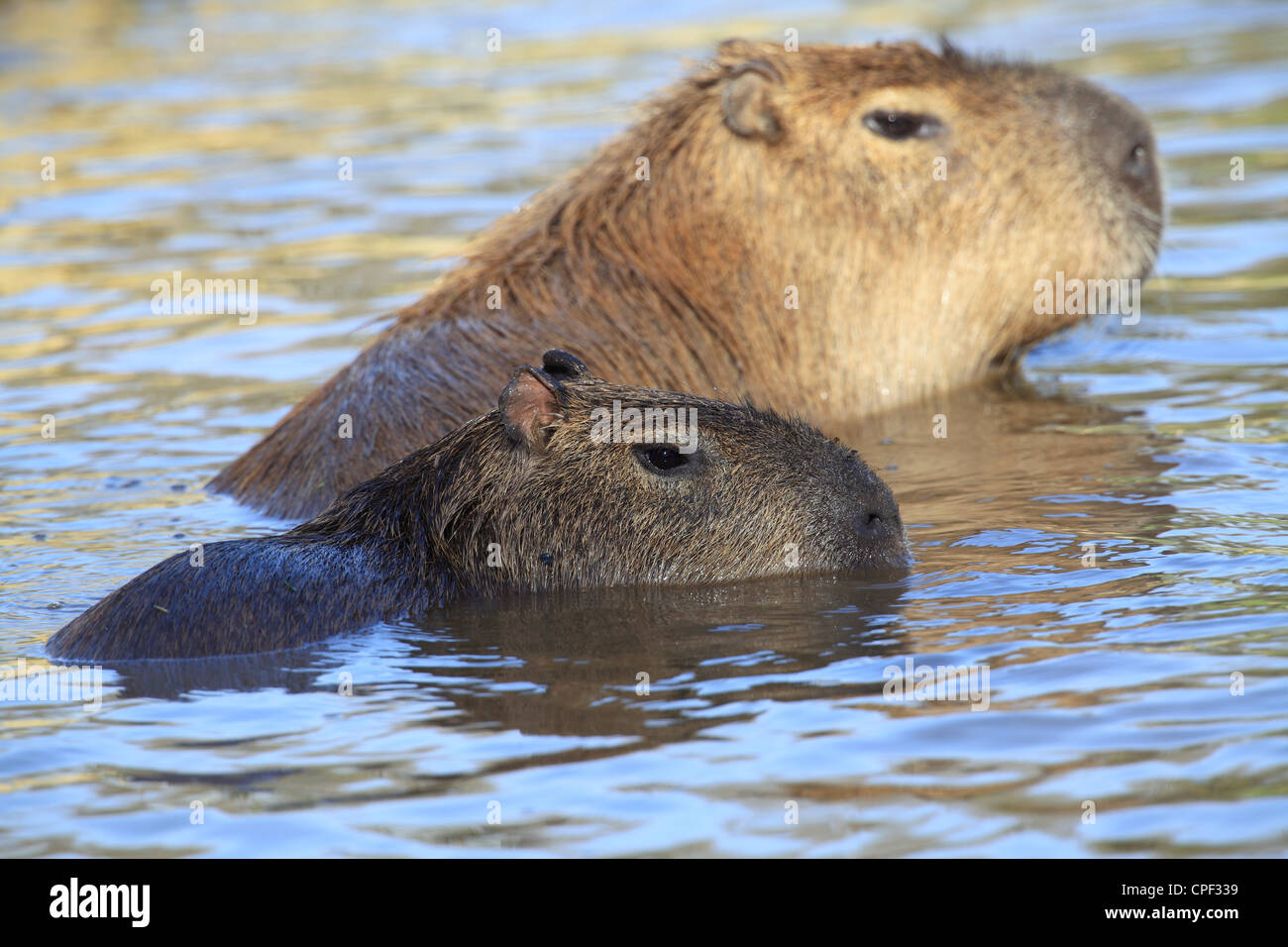 capybara (Hydrochoerus hydrochaeris) is the largest extant rodent in the world. Its closest relatives are agouti, chinchillas, Stock Photo