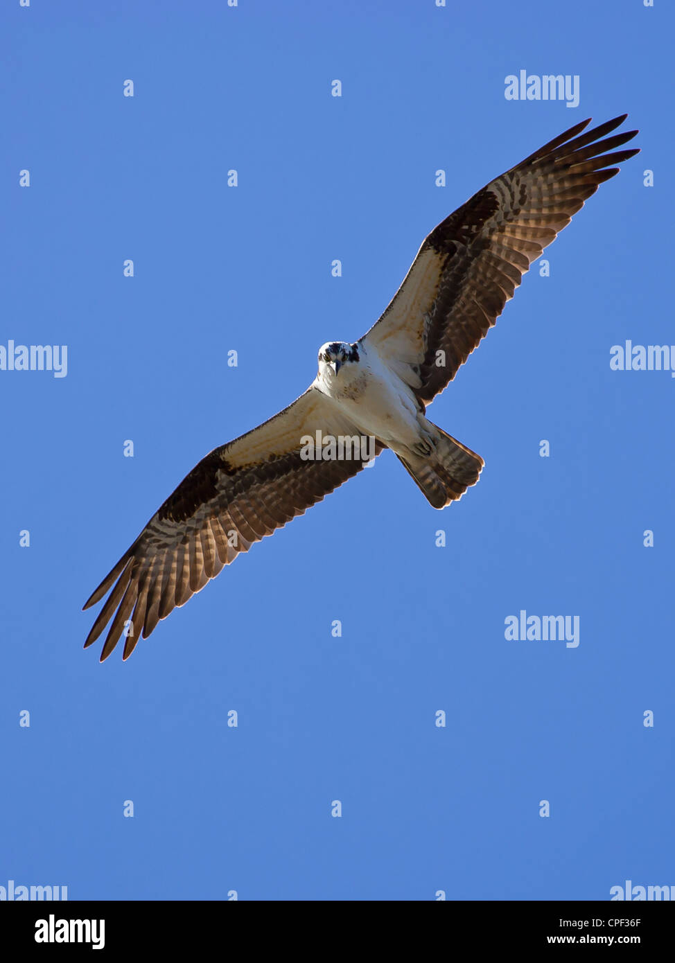 An osprey soars through the blue sky in search of food Stock Photo - Alamy
