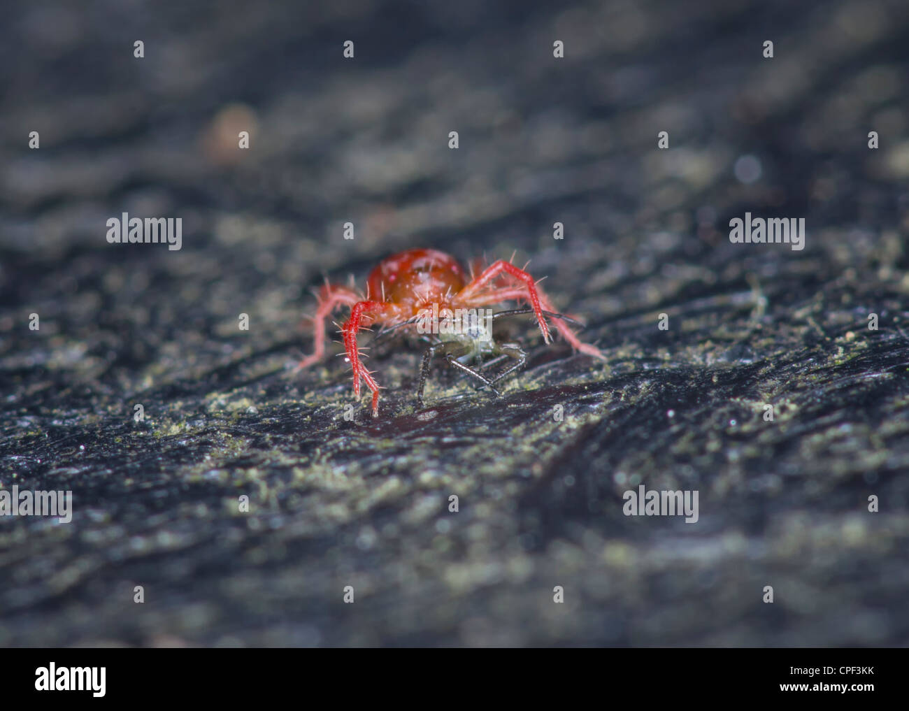 Red Spider Mite eating pray Stock Photo