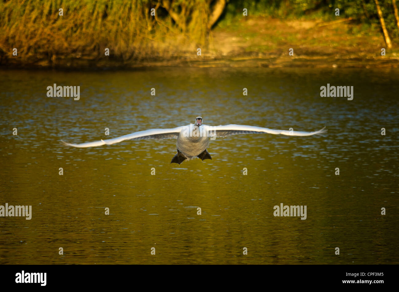 Mute Swan Landing Stock Photo Alamy