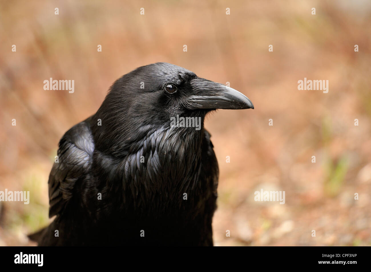 Common raven (Corvus corax), E.C. Manning Prov Park, BC, Canada Stock Photo