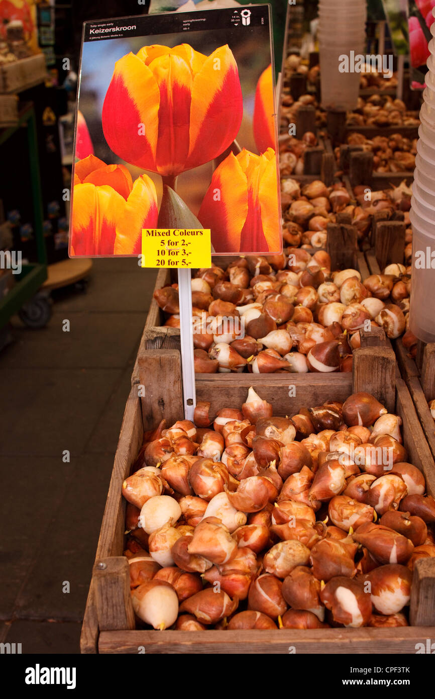 Keizerskroon tulip bulbs for sale at the flower market in Amsterdam Stock Photo