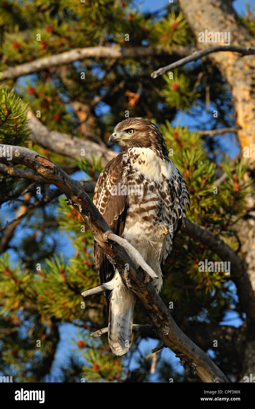 Redtailed Hawk (Buteo jamaicensis) Juvenile specimen, Yellowstone