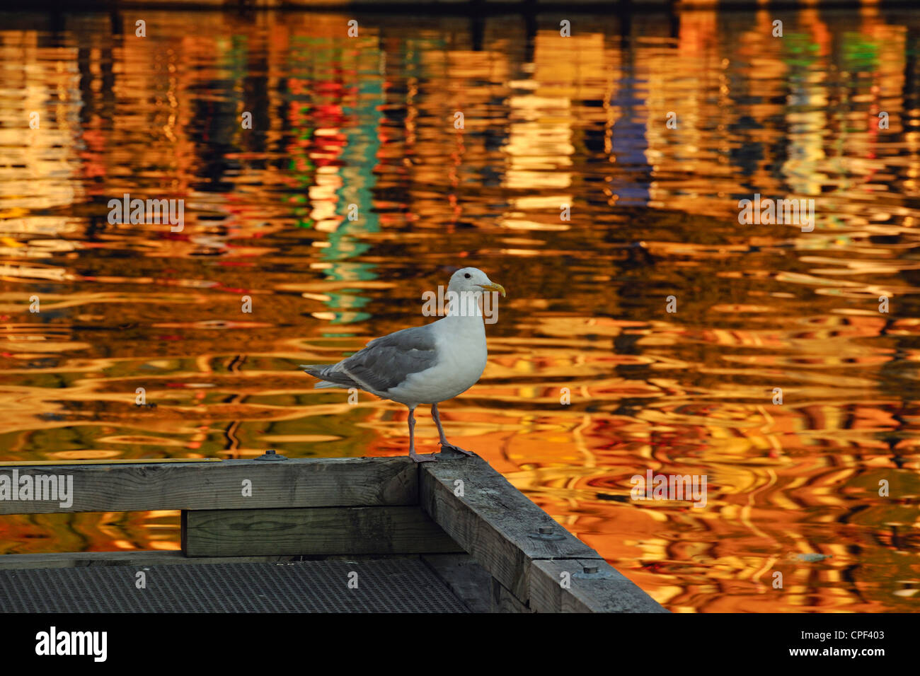 Pacific gull perched on harbour railing with reflections in Victoria Inner Harbour, Victoria, BC, Canada Stock Photo