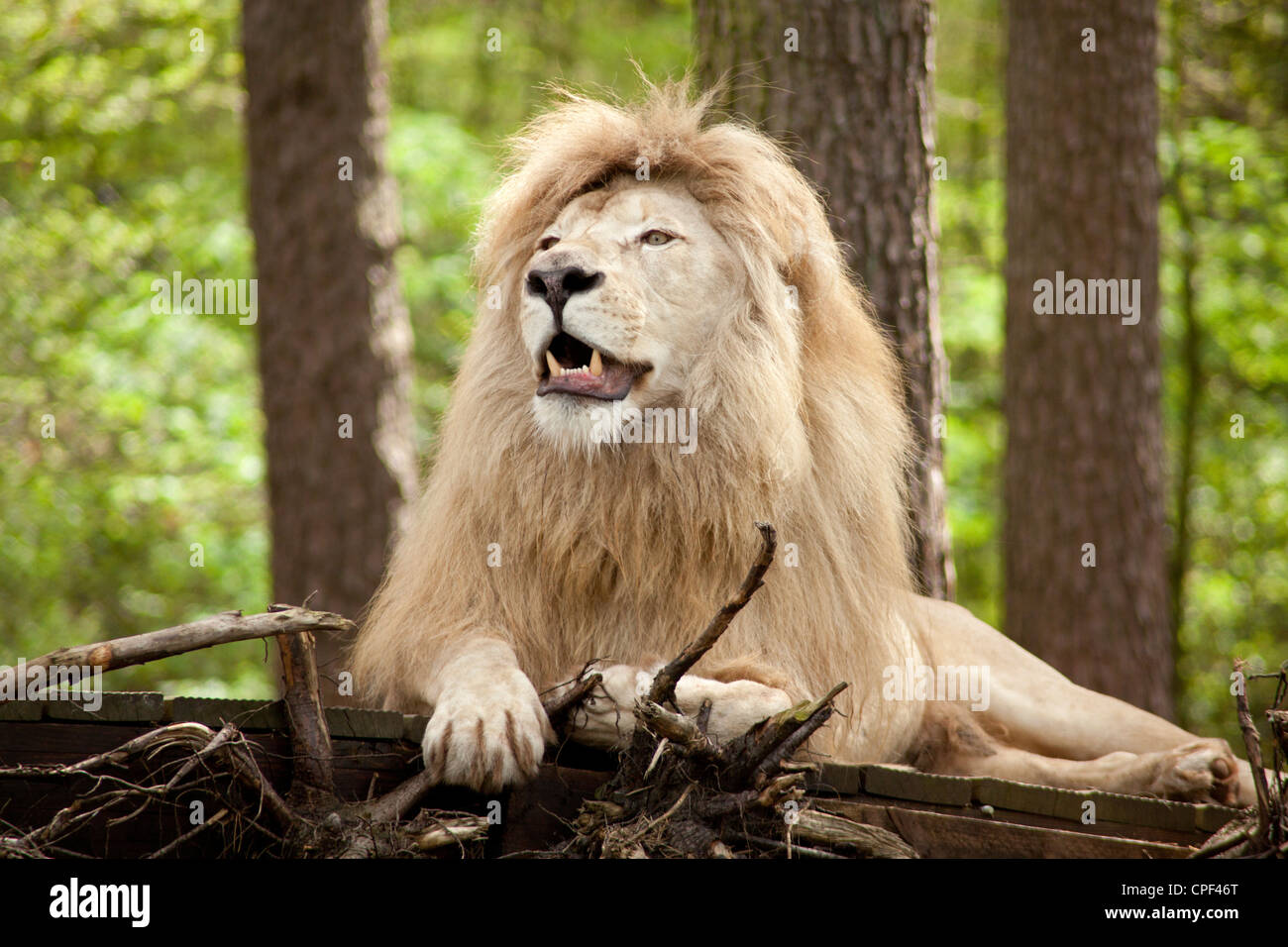 male white lion (Panthera leo krugeri), Serengeti Park, Hodenhagen, Lower Saxony, Germany Stock Photo
