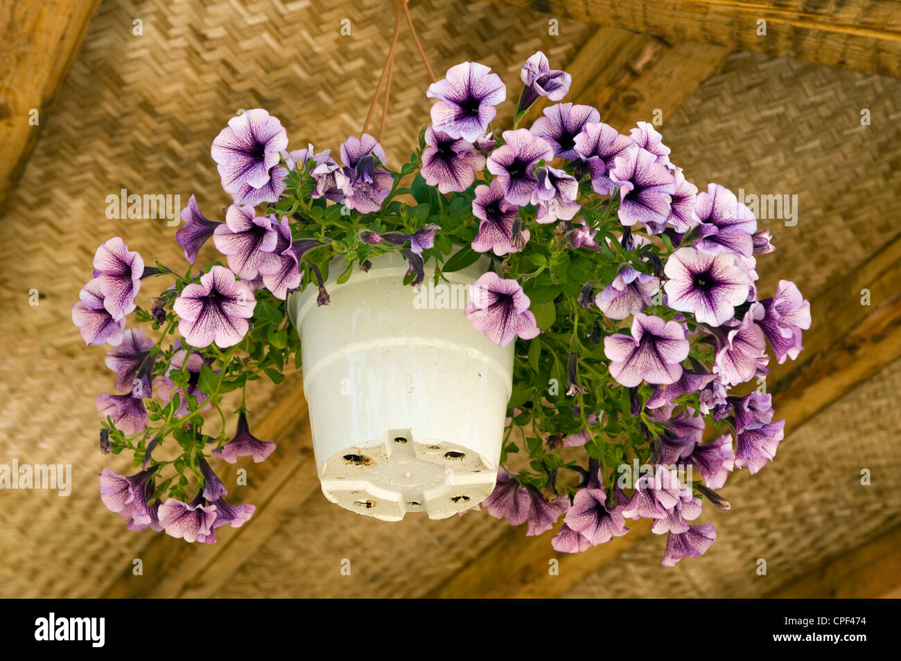 Hanging basket with massed Petunias in bloom. Stock Photo