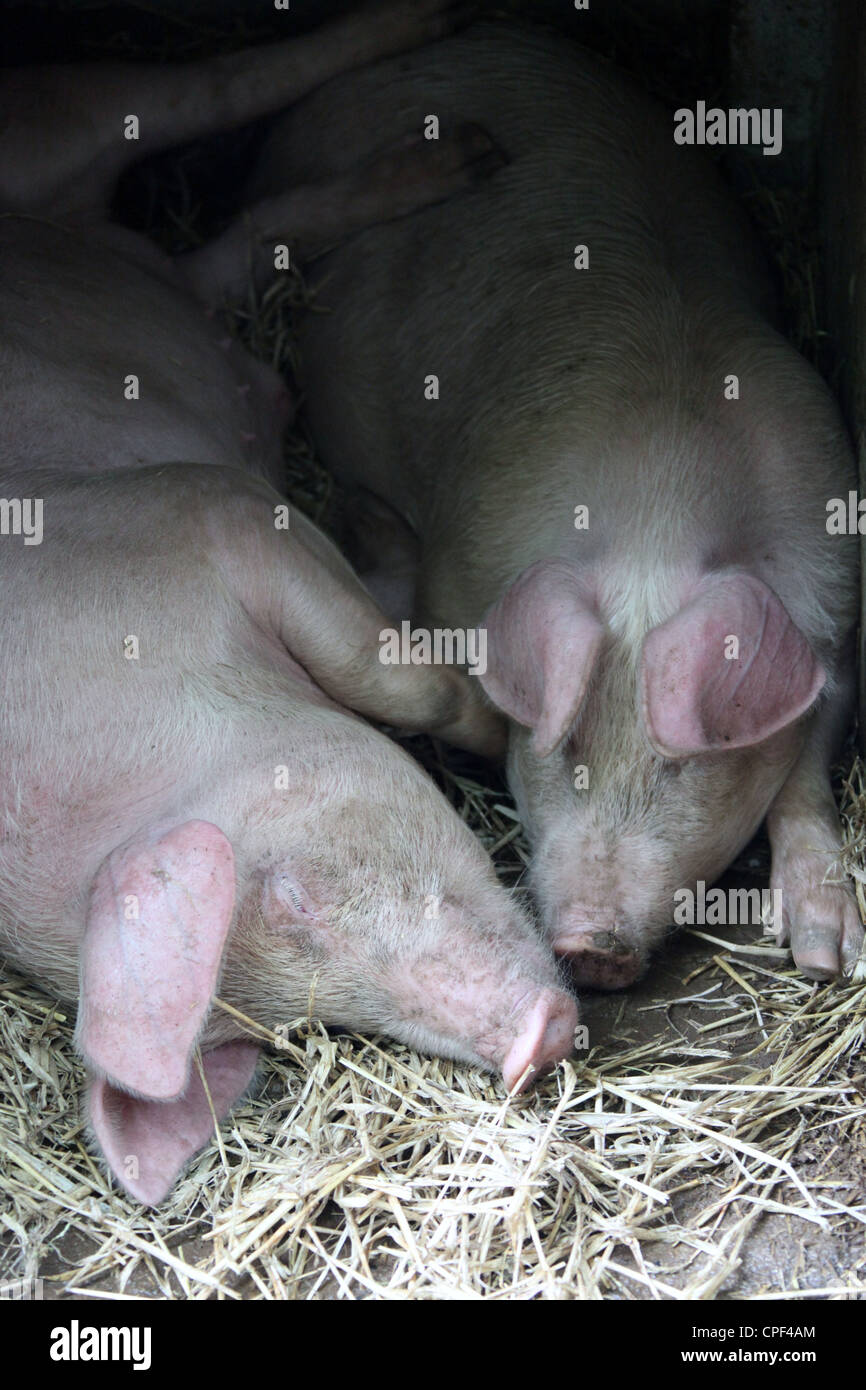 Pedigree Welsh Pigs Stock Photo