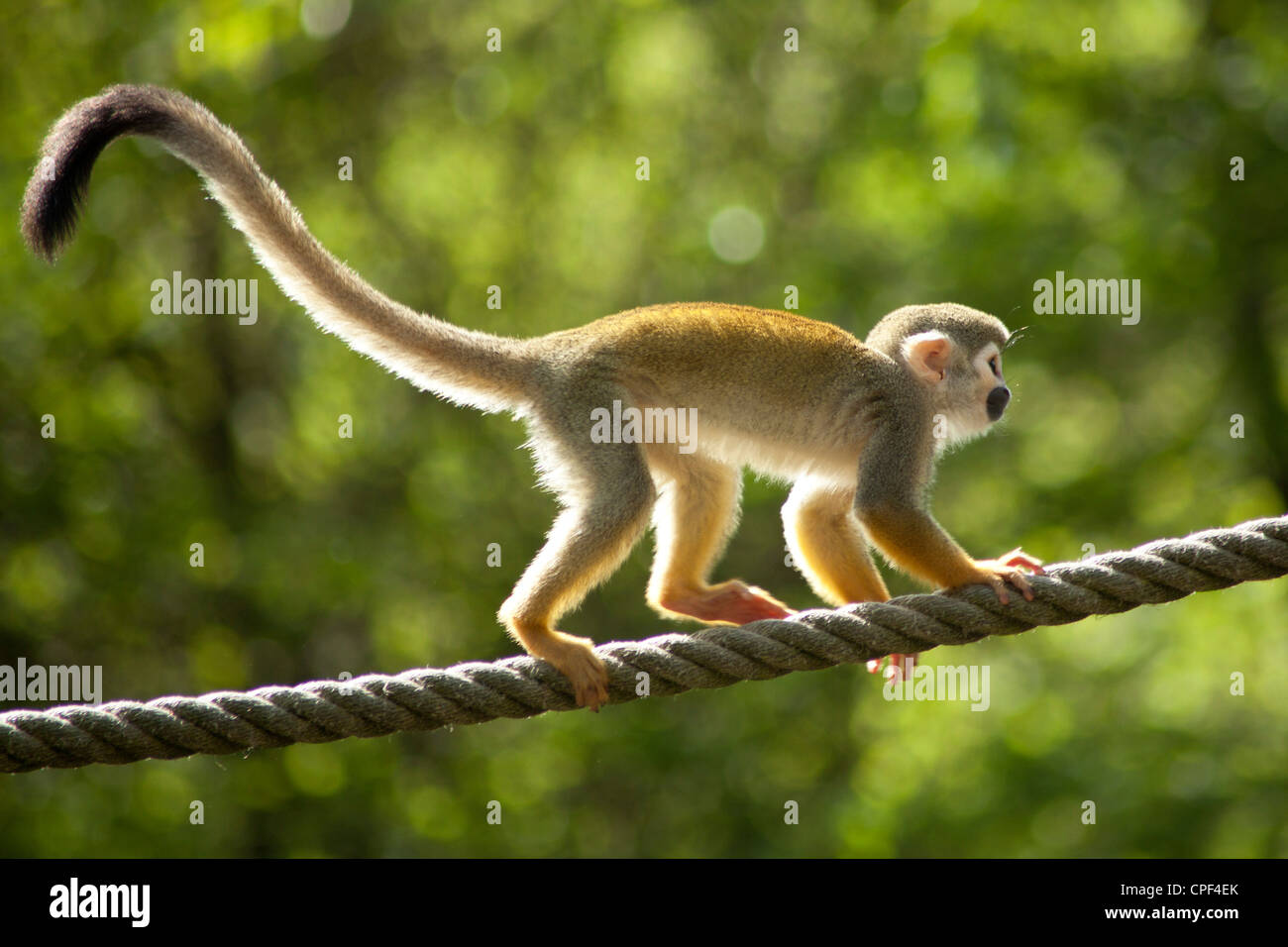 common squirrel monkey (Saimiri sciureus), Serengeti Park, Hodenhagen