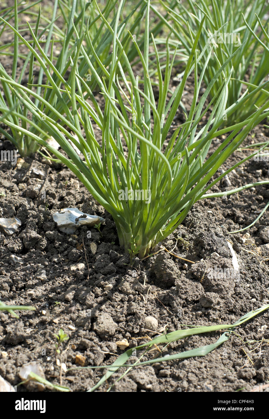 Bunch of shallots stock photo. Image of plant, shallot - 31223948