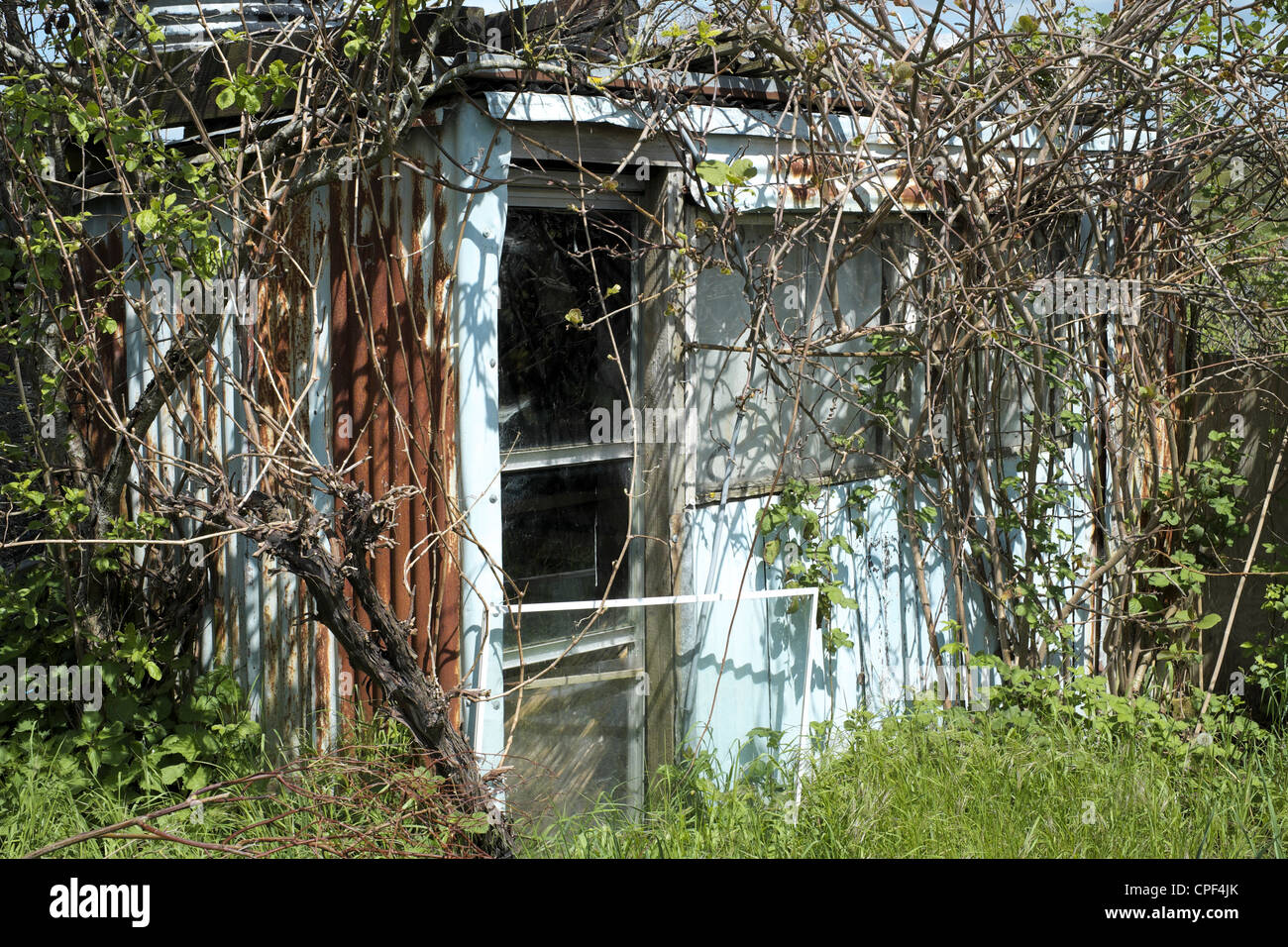 Old overgrown corrugated iron garden shed Stock Photo