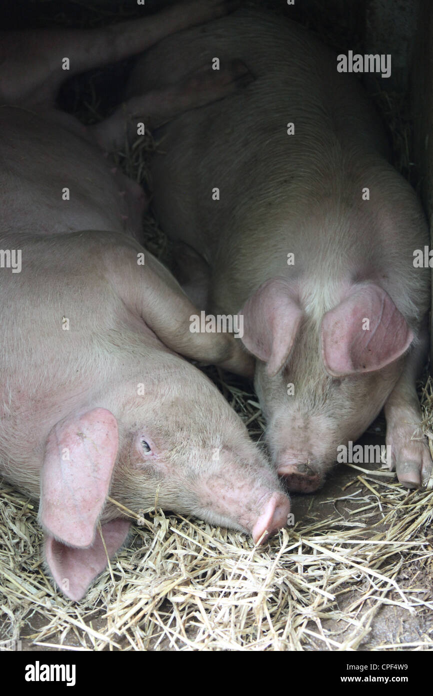 Pedigree Welsh Pigs Stock Photo