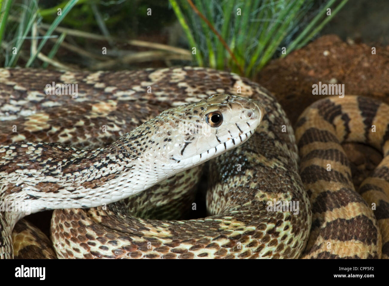 Gopher Snake Pituophis catenifer Tucson, Arizona, United States 15 May