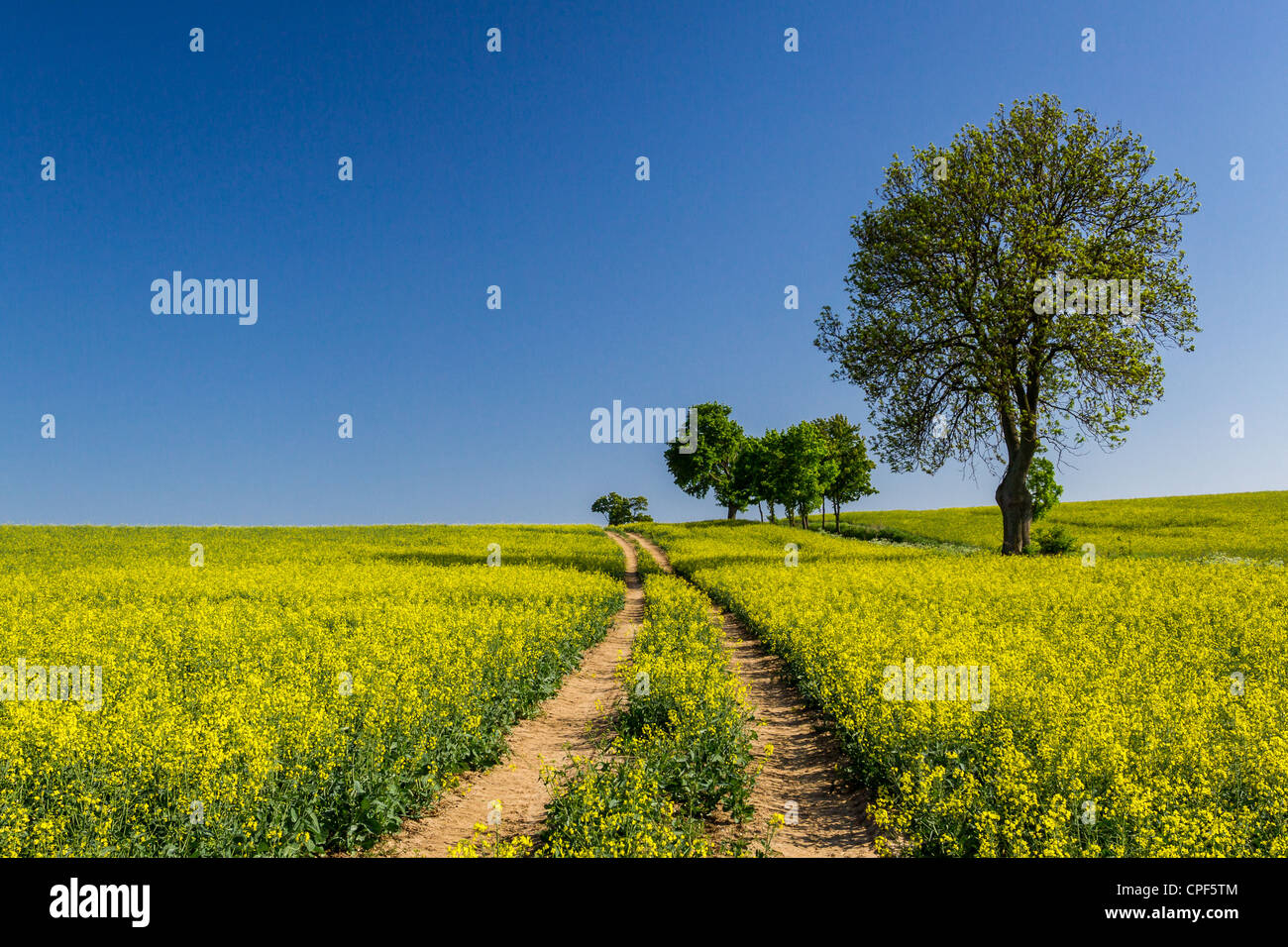 Rape field with trees on blue sky background Stock Photo - Alamy