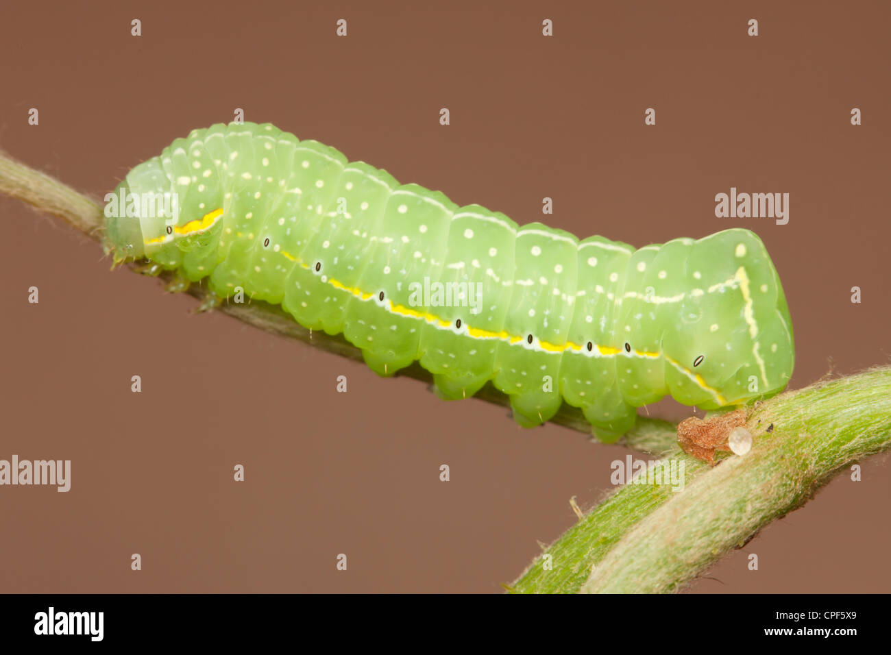 A Copper Underwing Moth (Amphipyra pyramidoides) caterpillar (larva) on a wild grape plant Stock Photo