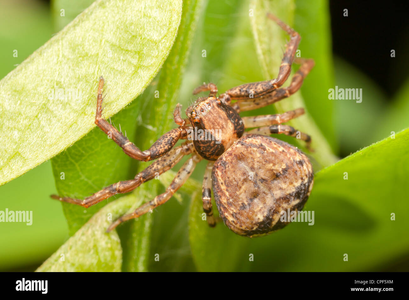 Ground Crab Spider (Xysticus ferox) - Female Stock Photo