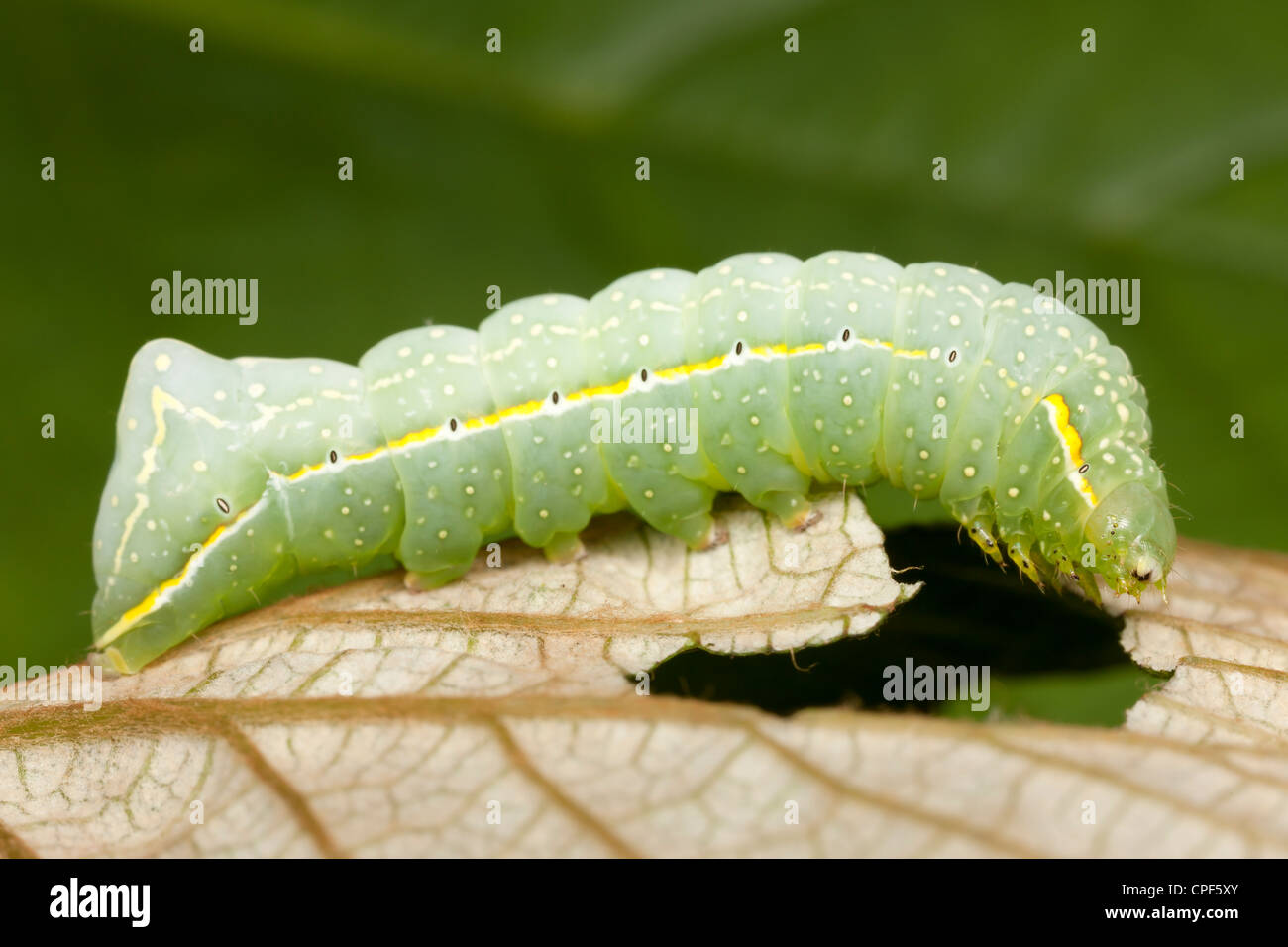 A Copper Underwing Moth (Amphipyra pyramidoides) caterpillar (larva) feeding on a wild grape leaf Stock Photo
