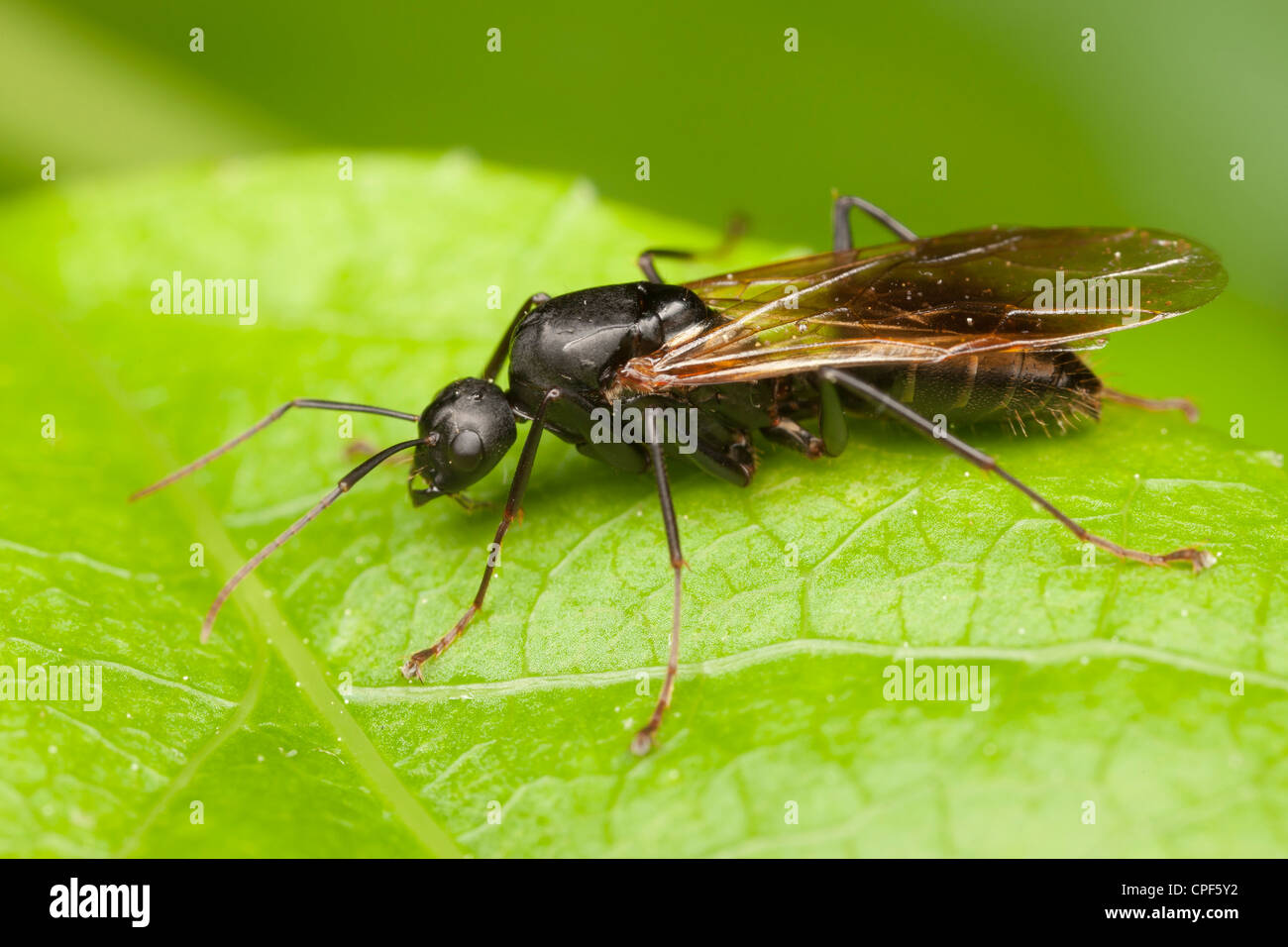 A queen Black Carpenter Ant (Camponotus pennsylvanicus) perches on a