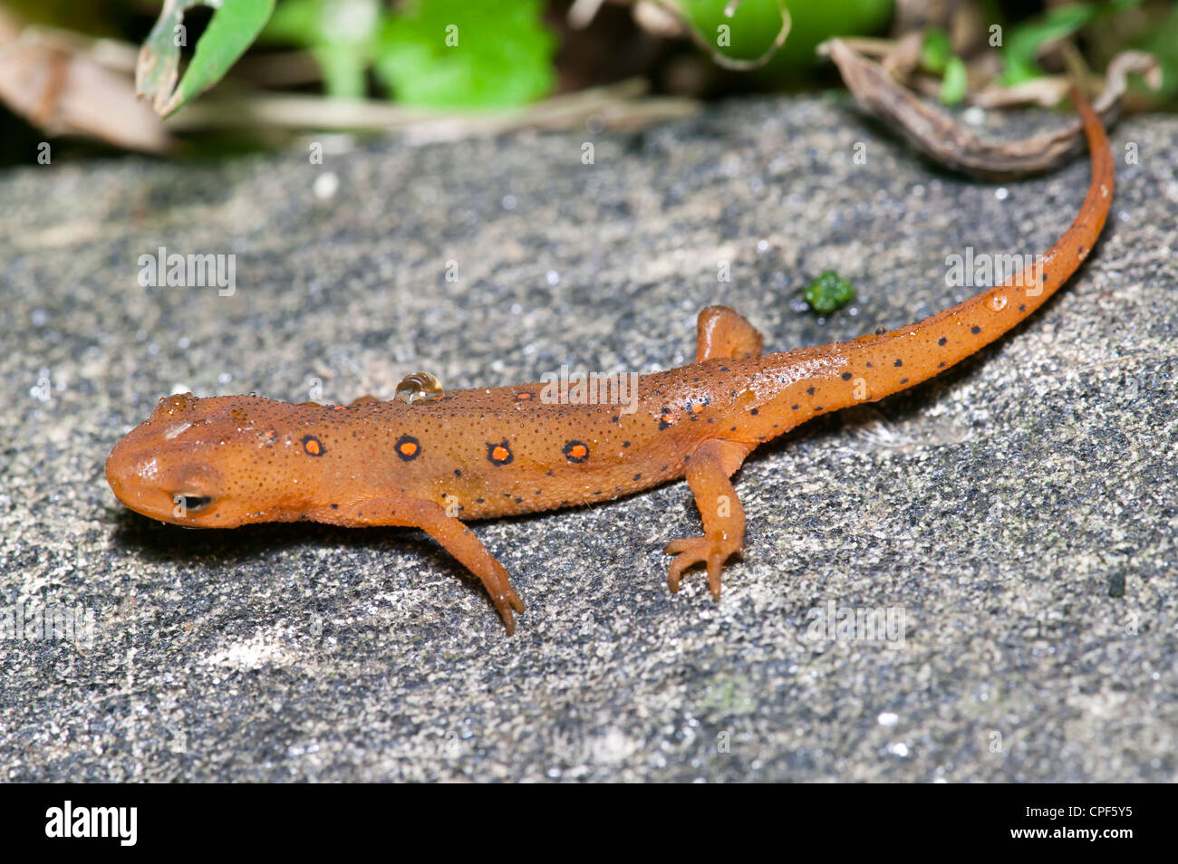 The terrestrial juvenile stage of a Red-spotted Newt (Notophthalmus viridescens) salamander on a rock near a wet forested area. Stock Photo