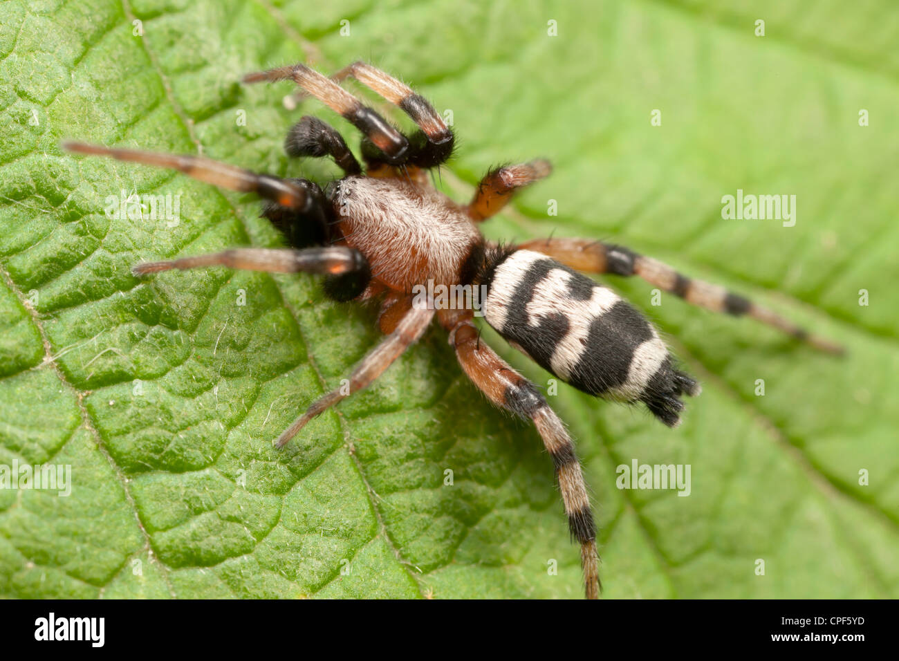 Ground Spider (Sergiolus capulatus) - Male Stock Photo