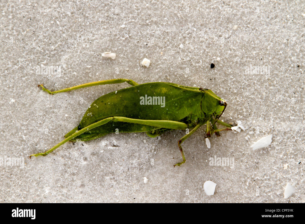 Insect on Beach Stock Photo - Alamy