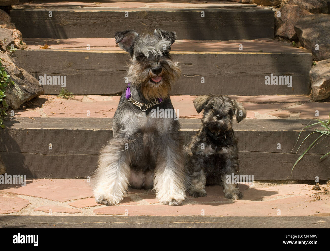 salt and pepper schnauzer stuffed animal