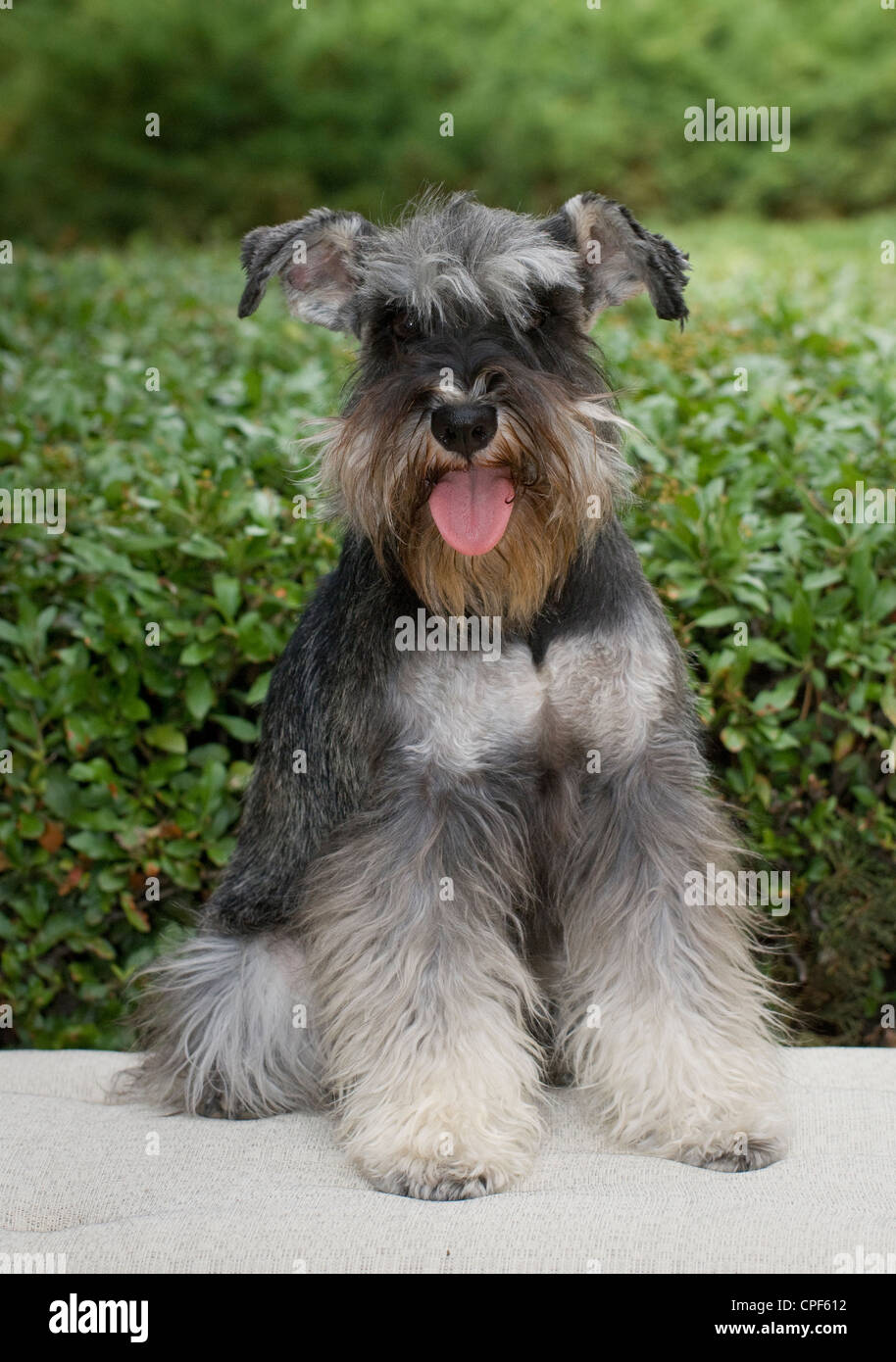 Miniature schnauzer sitting with greenery behind Stock Photo