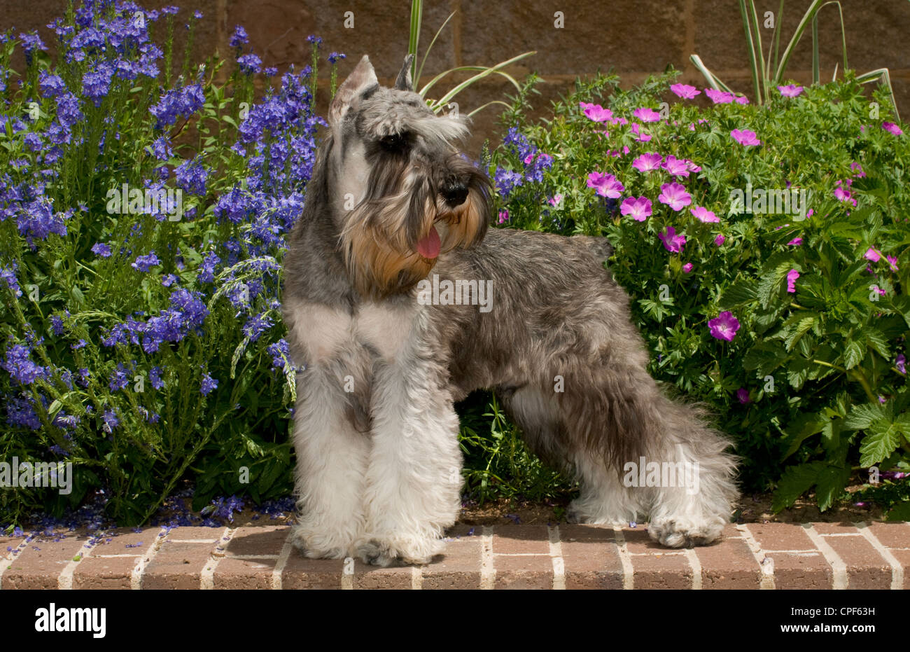 Miniature Schnauzer standing on wall in front of flowers Stock Photo
