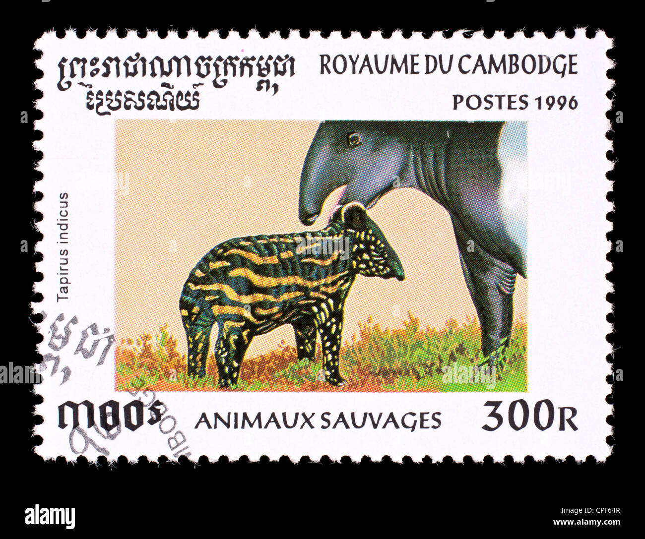 Postage stamp from Cambodia depicting a Malayan tapir (Tapirus indicus), female with young. Stock Photo