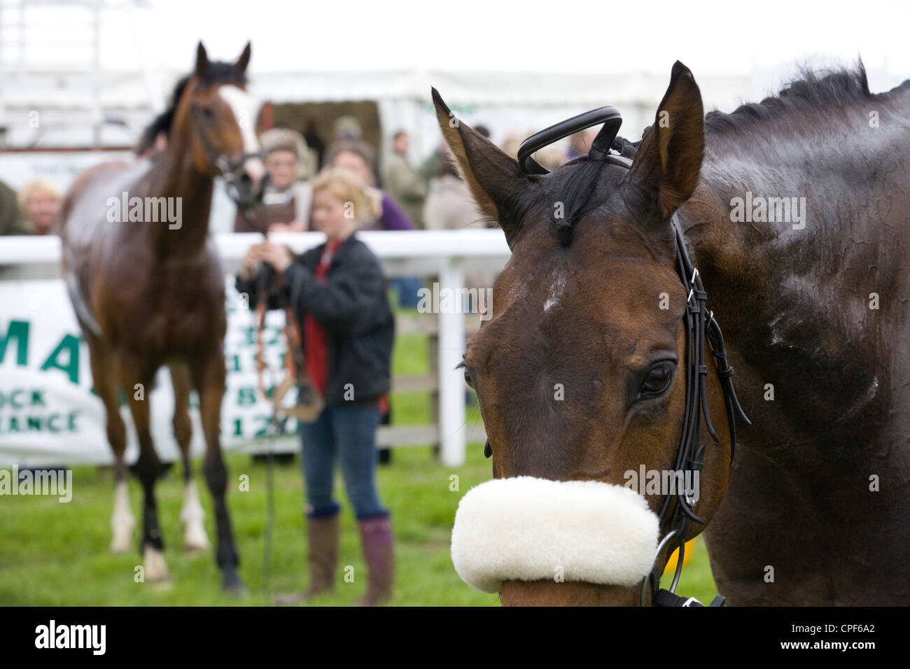 Horse cooling down after a horse race in England Stock Photo Alamy