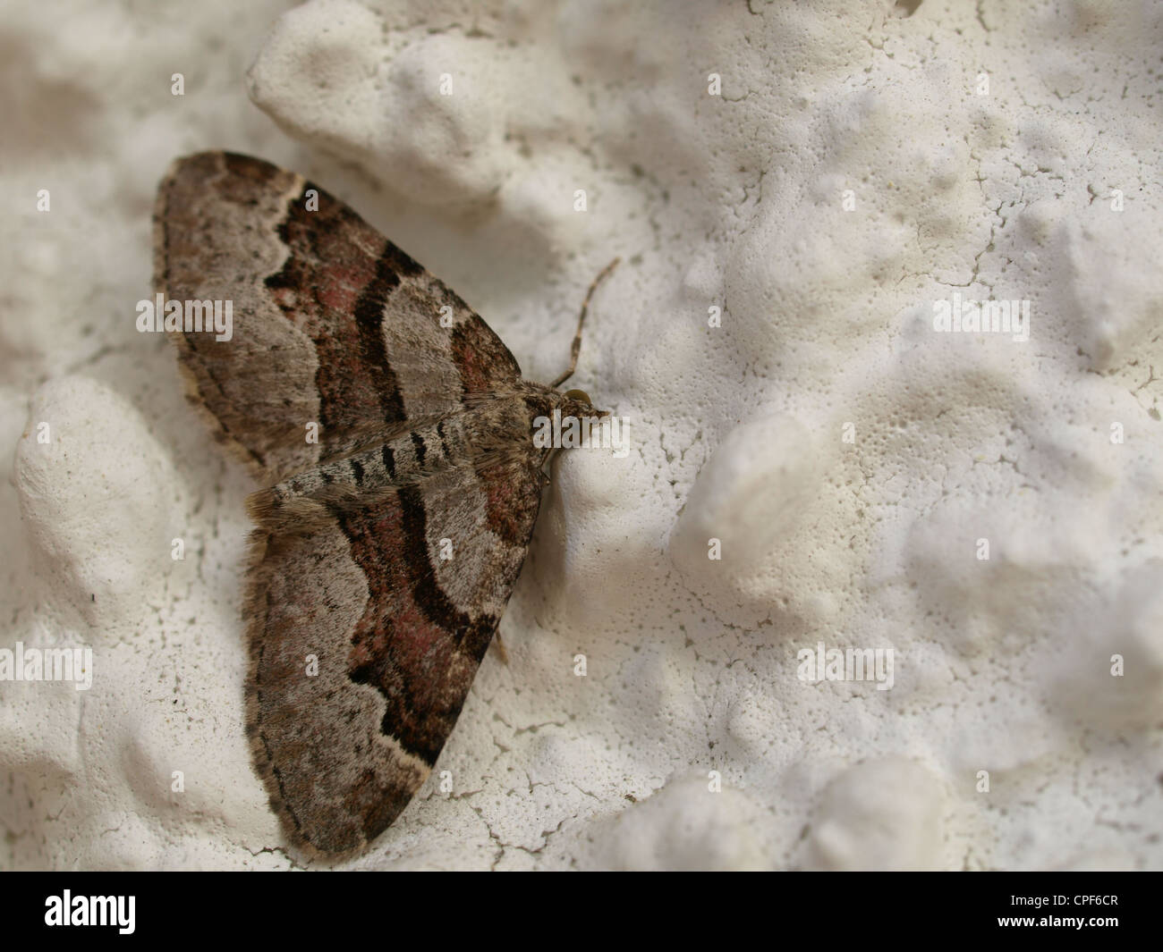 butterfly, moth / Schmetterling, Nachtfalter Stock Photo