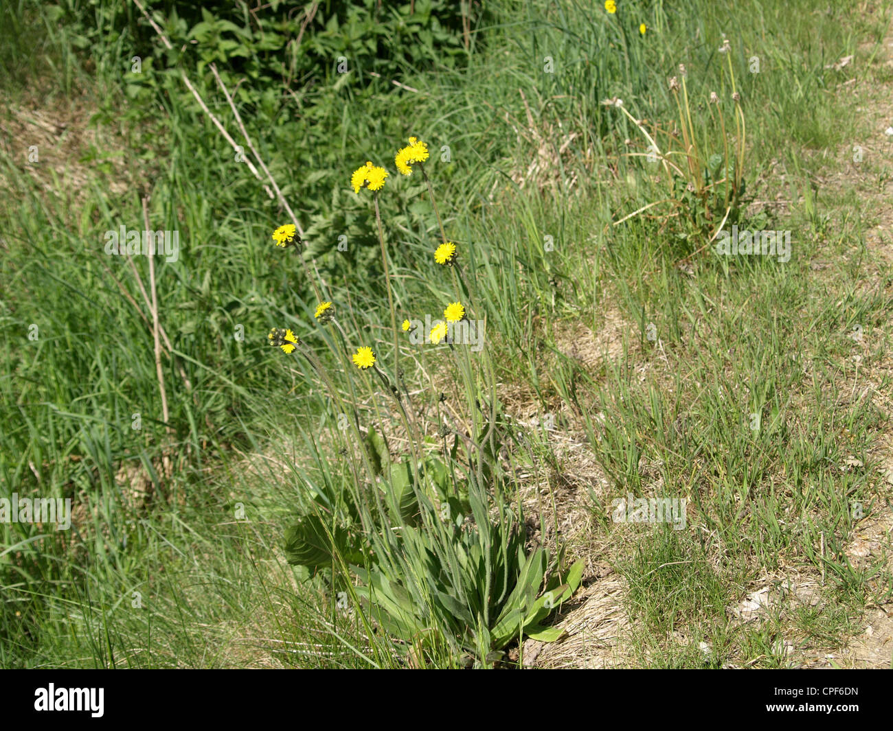 wall hawkweed / Hieracium murorum / Wald-Habichtskraut Stock Photo