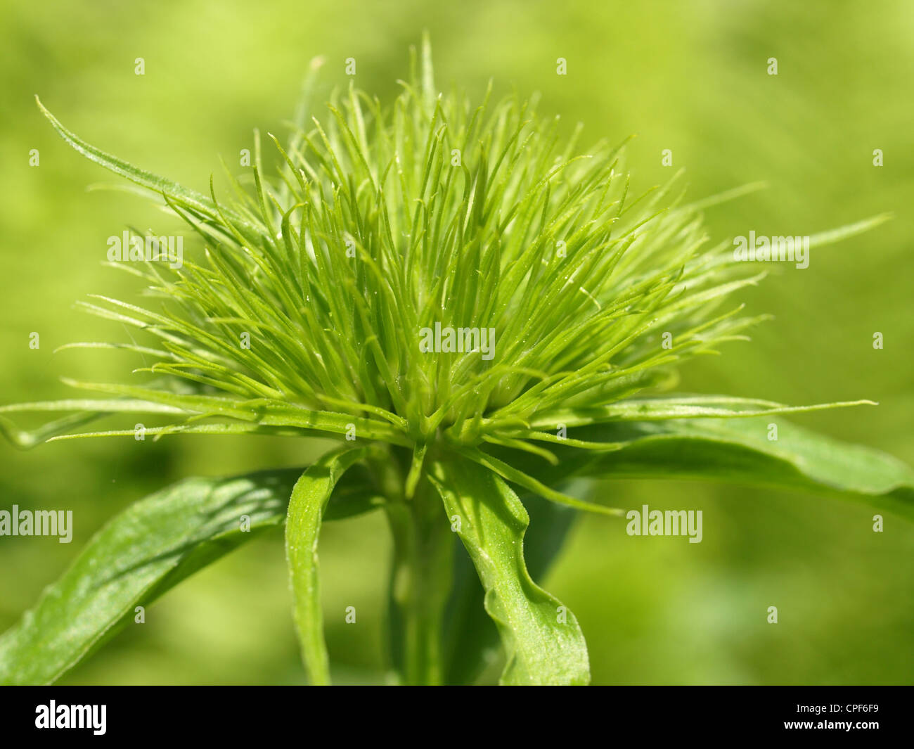 Sweet William / Dianthus barbatus / Bartnelke / Nelke Stock Photo
