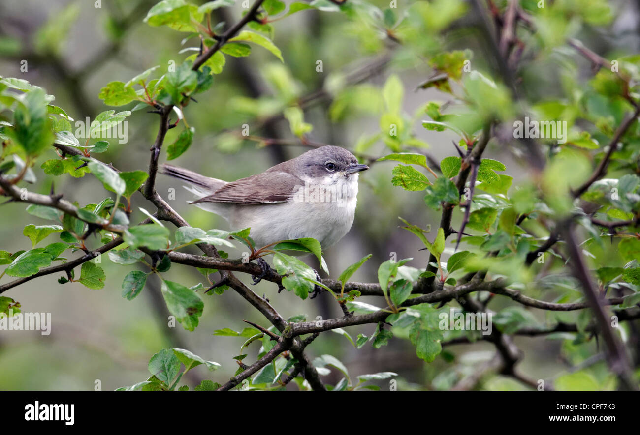 Lesser whitethroat, Sylvia curruca, single bird on branch, Warwickshire, May 2012 Stock Photo