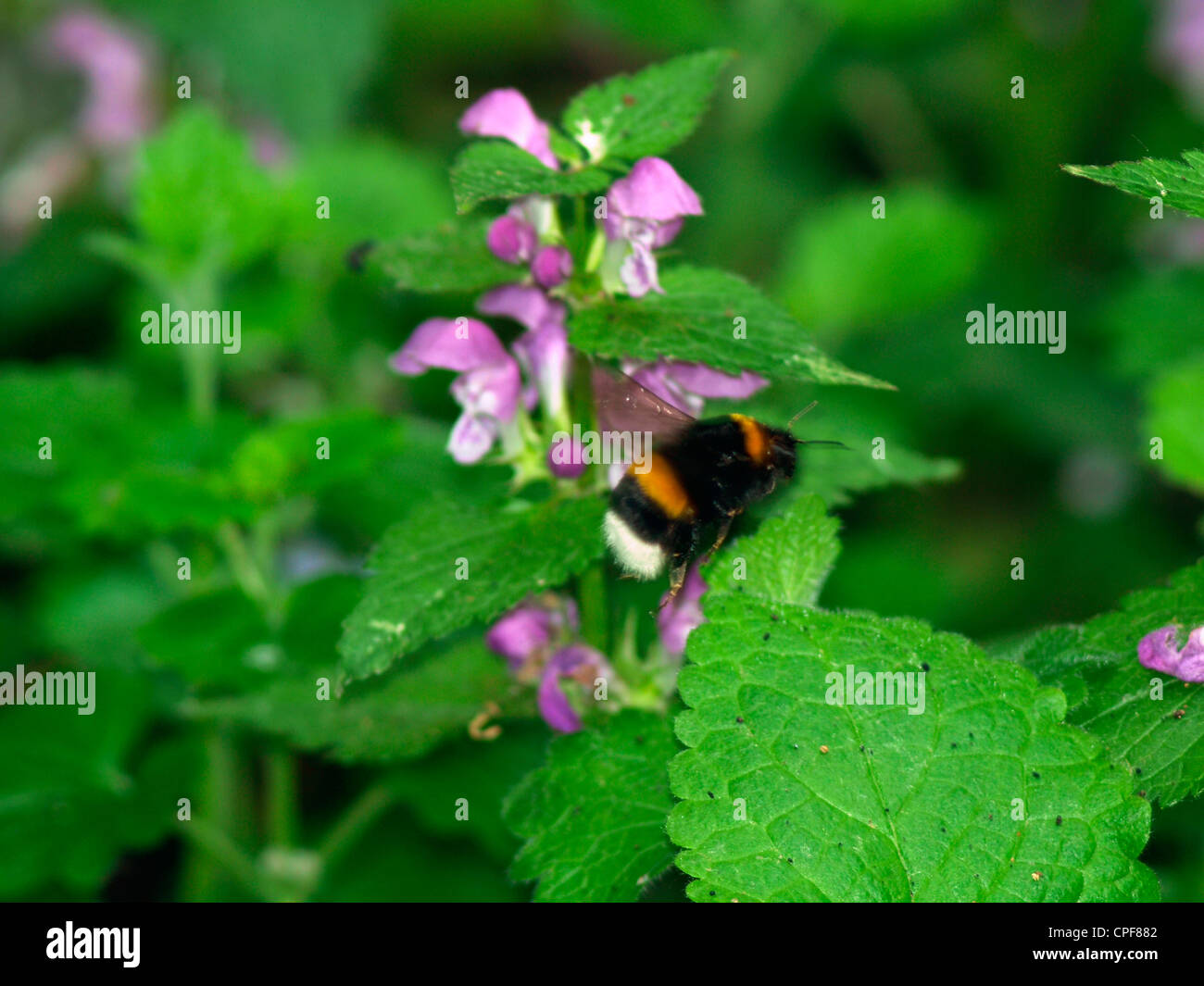 bumble bee Bombus polaris Stock Photo